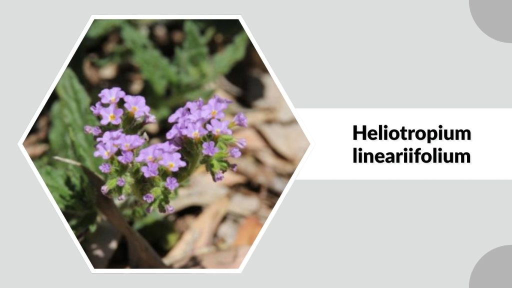 Heliotropium lineariifolium