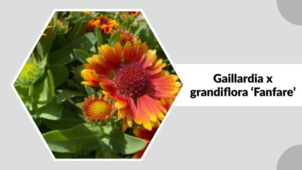 Gaillardia x grandiflora ‘Fanfare’