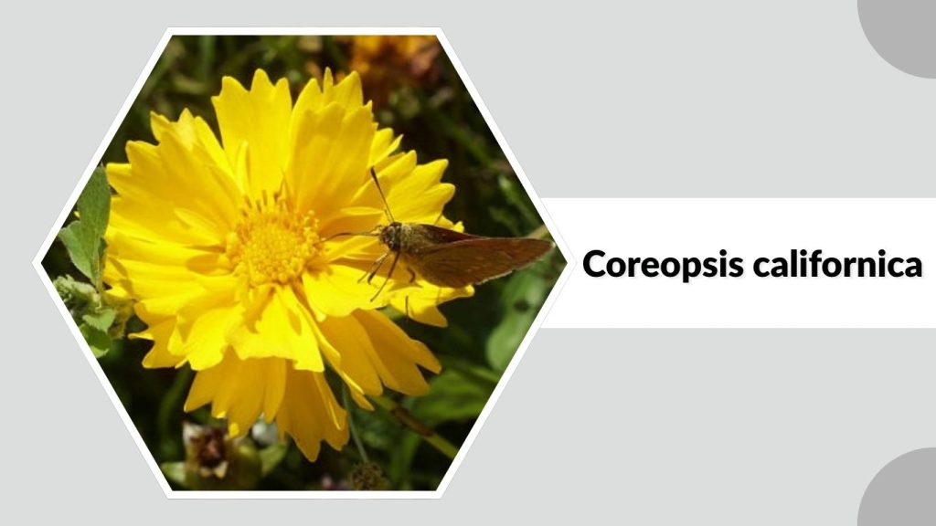 Coreopsis californica