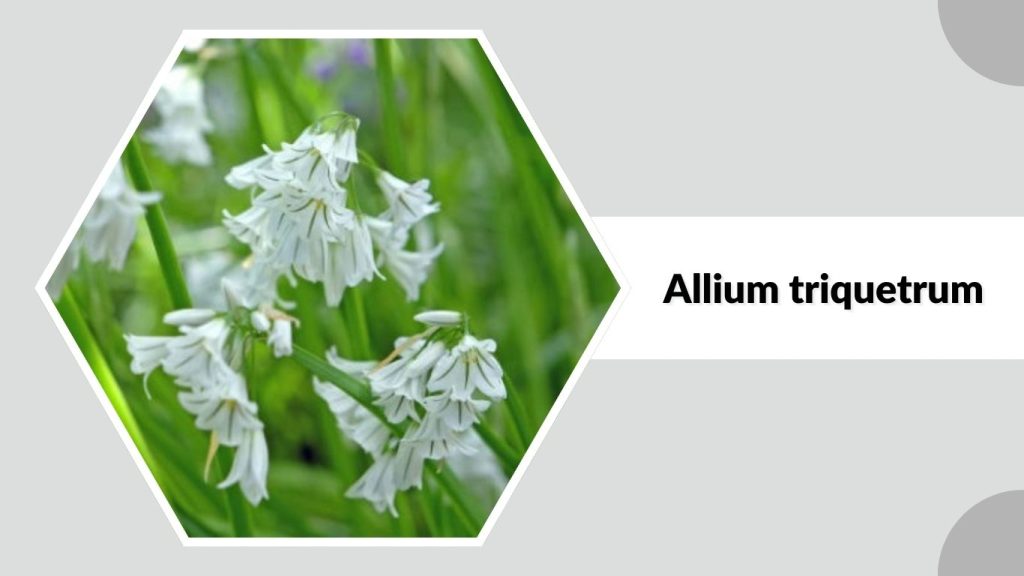Allium triquetrum