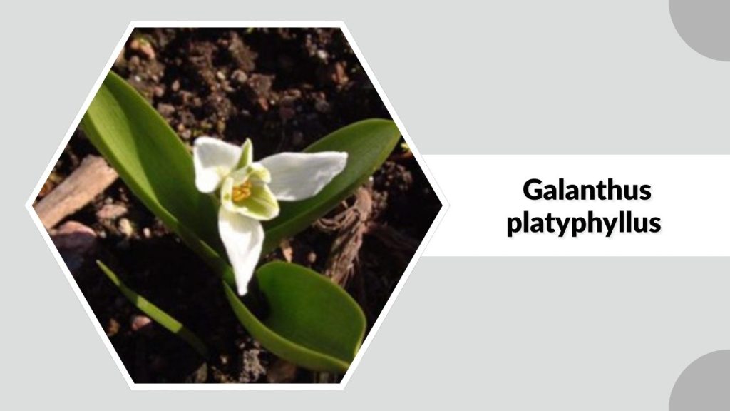 Galanthus platyphyllus