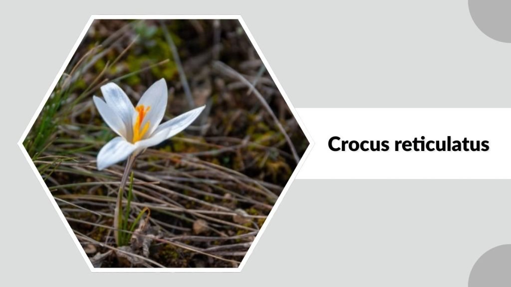 Crocus reticulatus