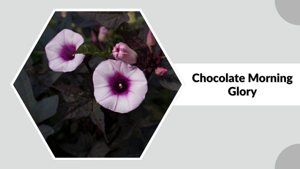 Chocolate Morning Glory