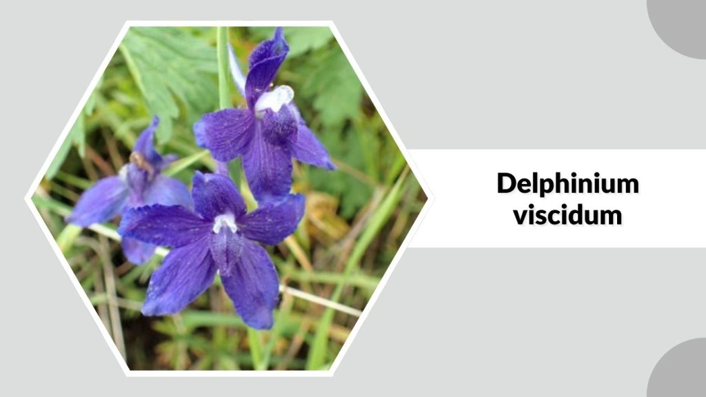 Delphinium viscidum