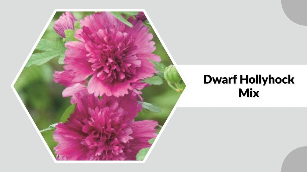 Alcea rosea ‘Dwarf Hollyhock Mix’