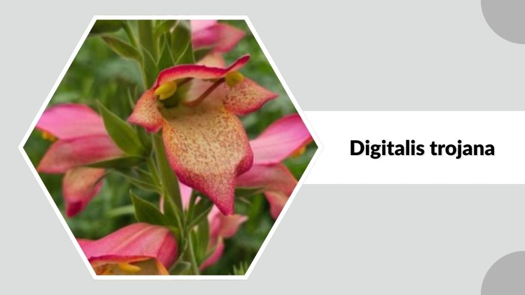 Digitalis trojana