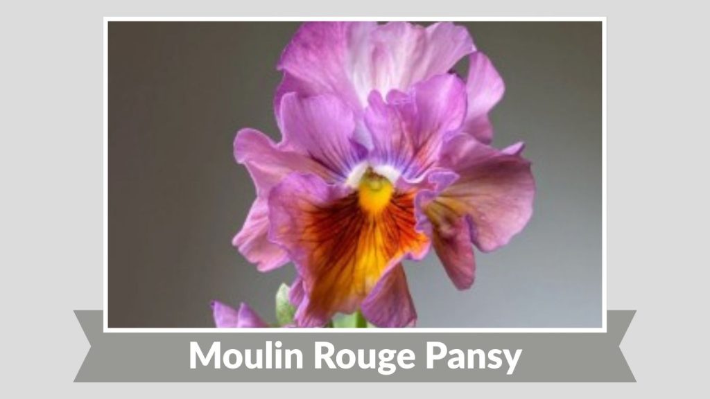 Moulin Rouge Pansy