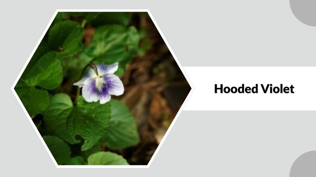 Hooded Violet