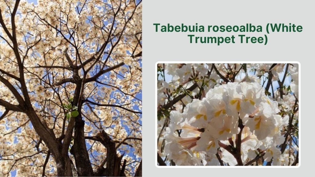 Tabebuia roseoalba (White Trumpet Tree)
