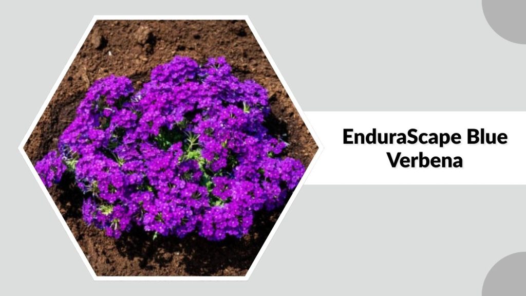 EnduraScape Blue Verbena