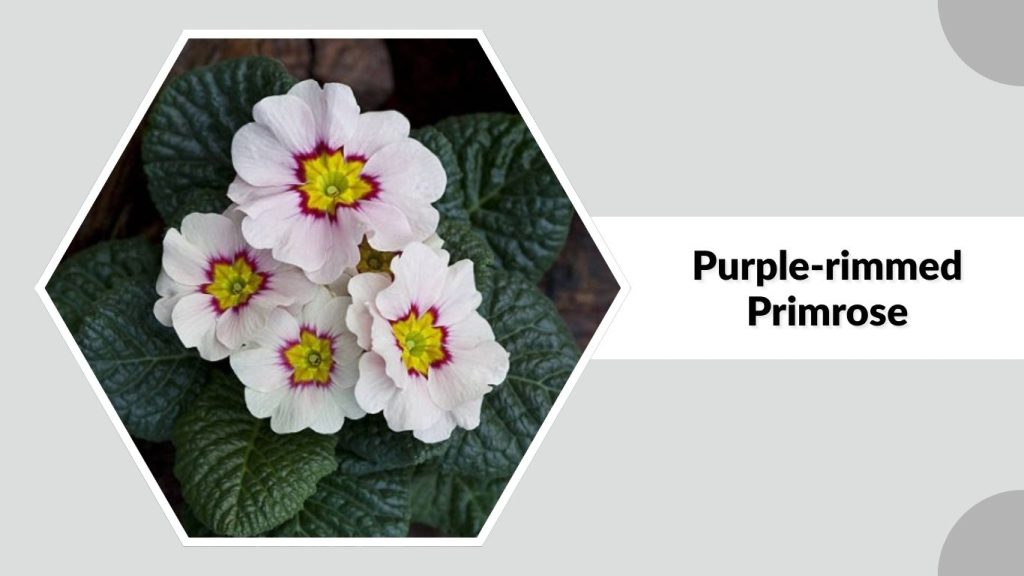 Purple-rimmed Primrose