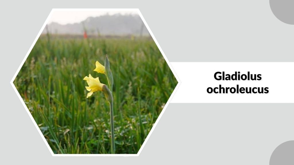Gladiolus ochroleucus