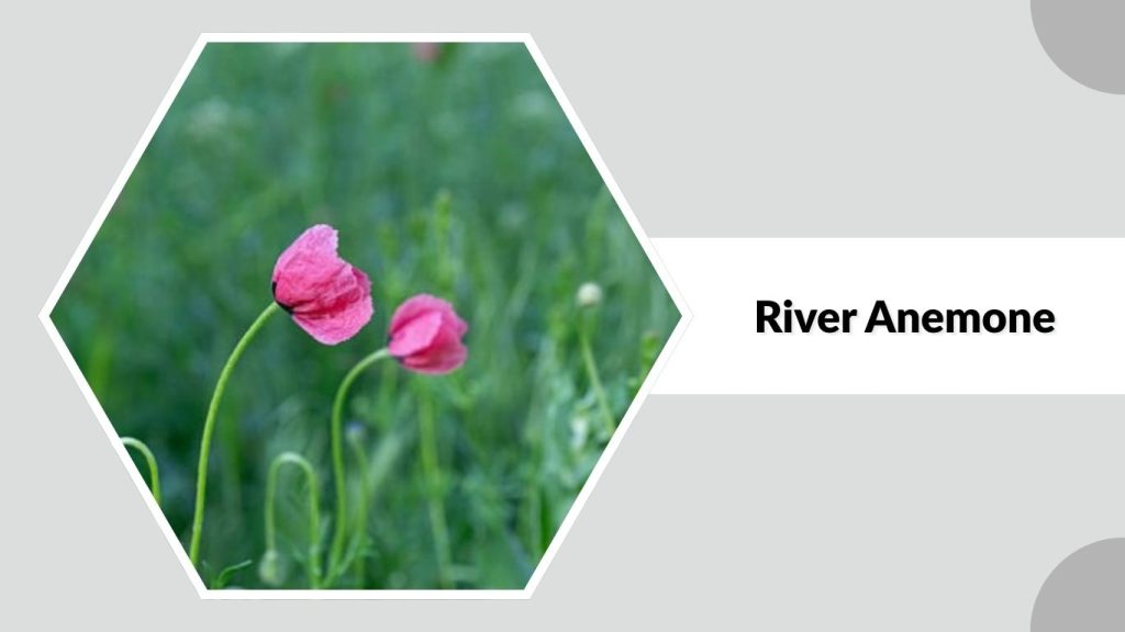 River Anemone