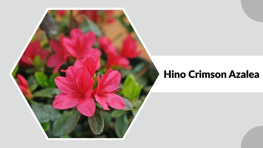 Hino Crimson Azalea