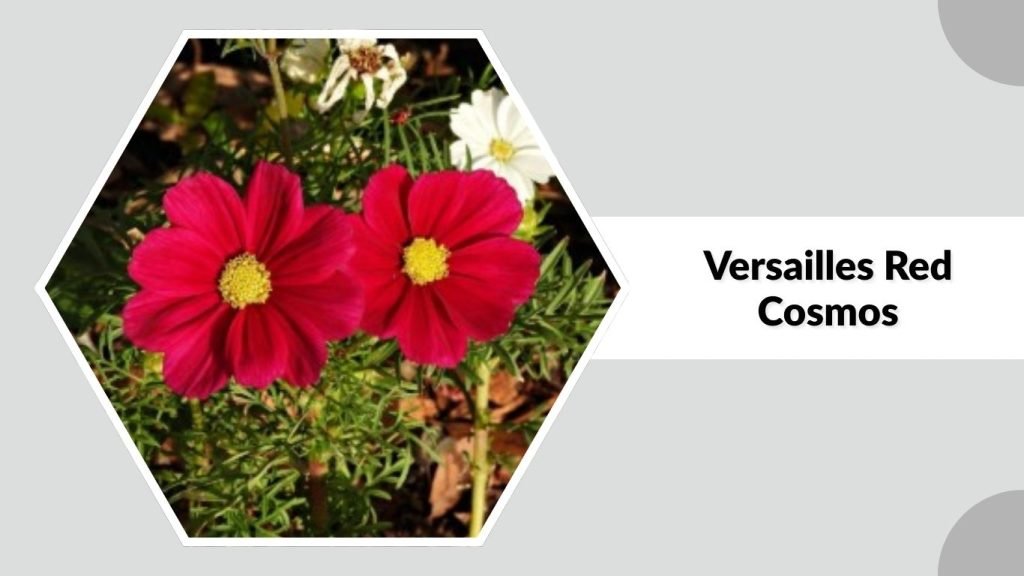 Versailles Red Cosmos