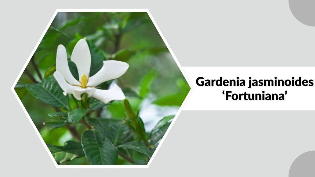 Gardenia jasminoides ‘Fortuniana’