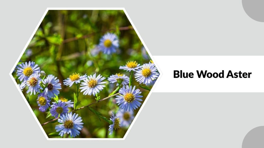 Blue Wood Aster