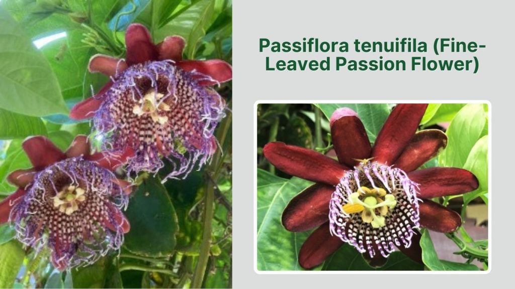 Passiflora tenuifila (Fine-Leaved Passion Flower)