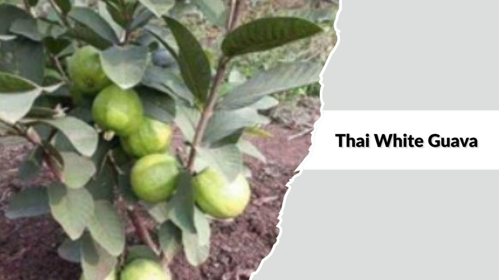 Thai White Guava
