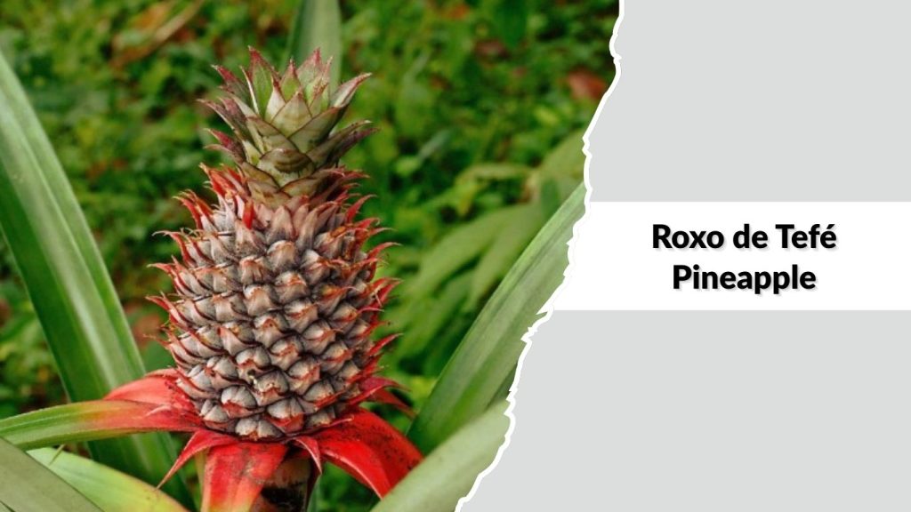 Roxo de Tefé Pineapple