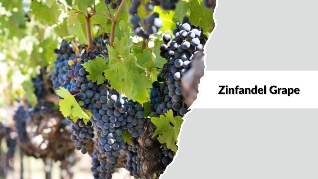 Zinfandel Grape