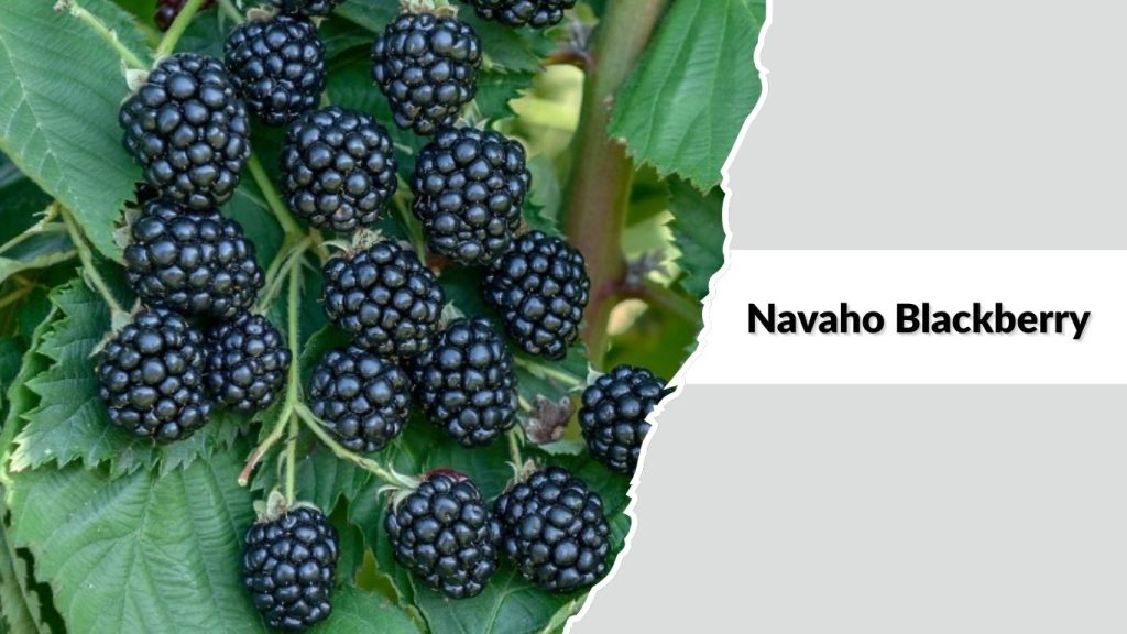 Navaho Blackberry