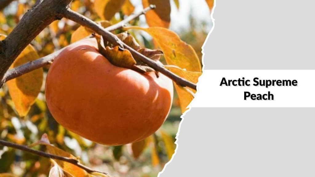 Arctic Supreme Peach