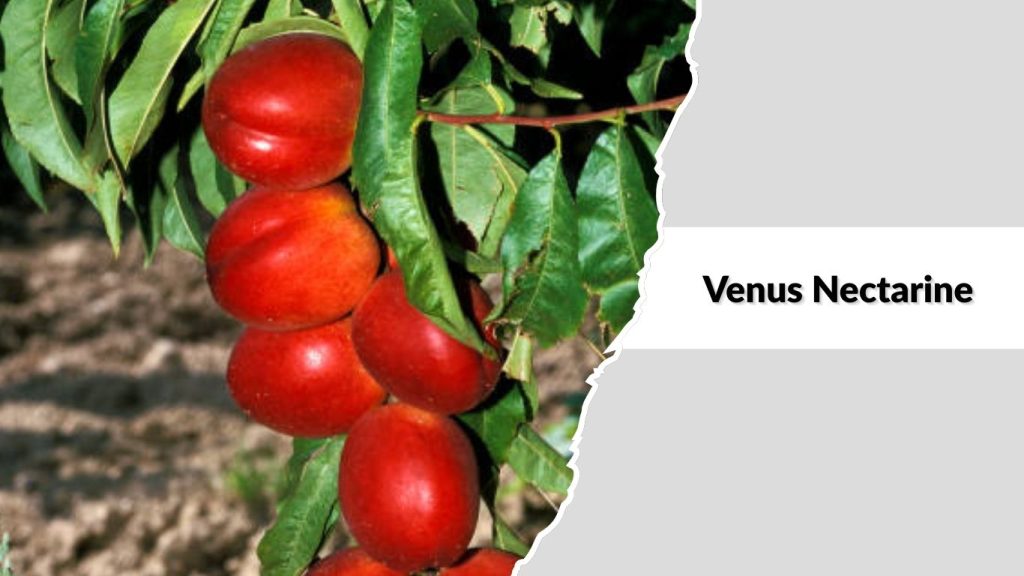 Venus Nectarine