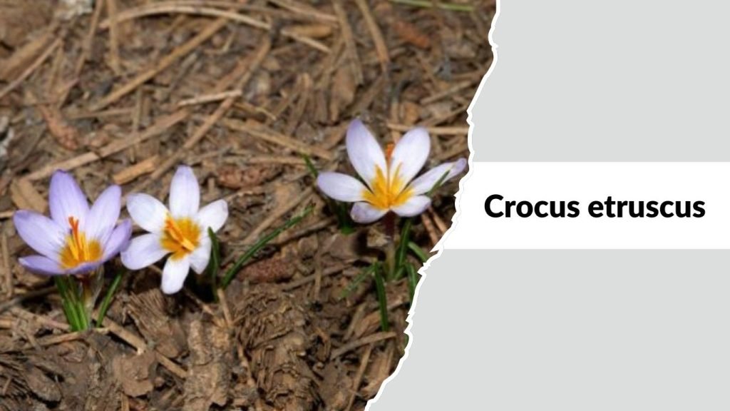 Crocus etruscus