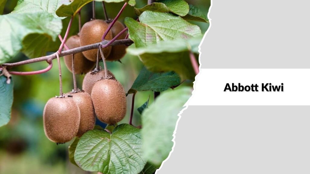 Abbott Kiwi