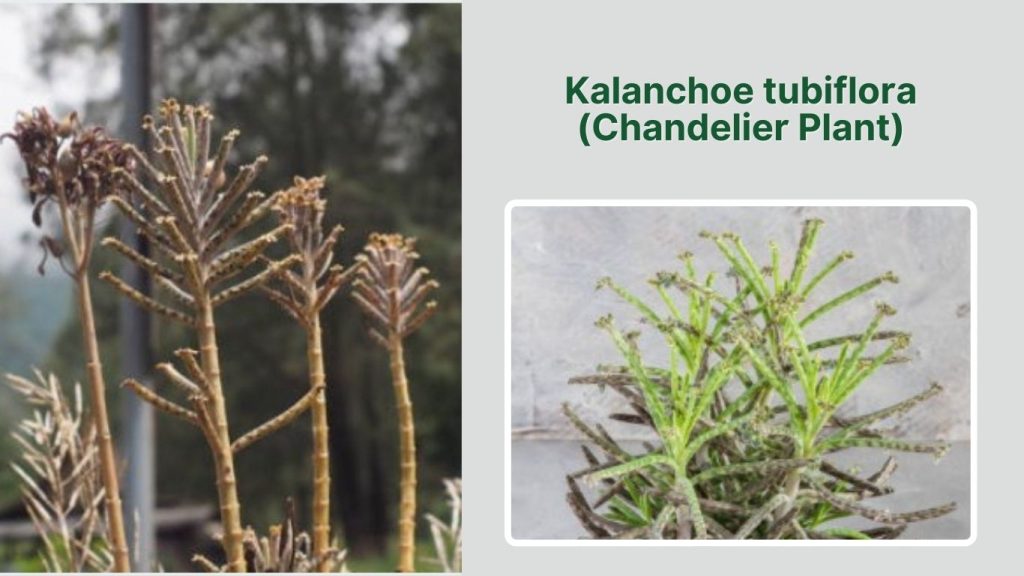 Kalanchoe tubiflora (Chandelier Plant)