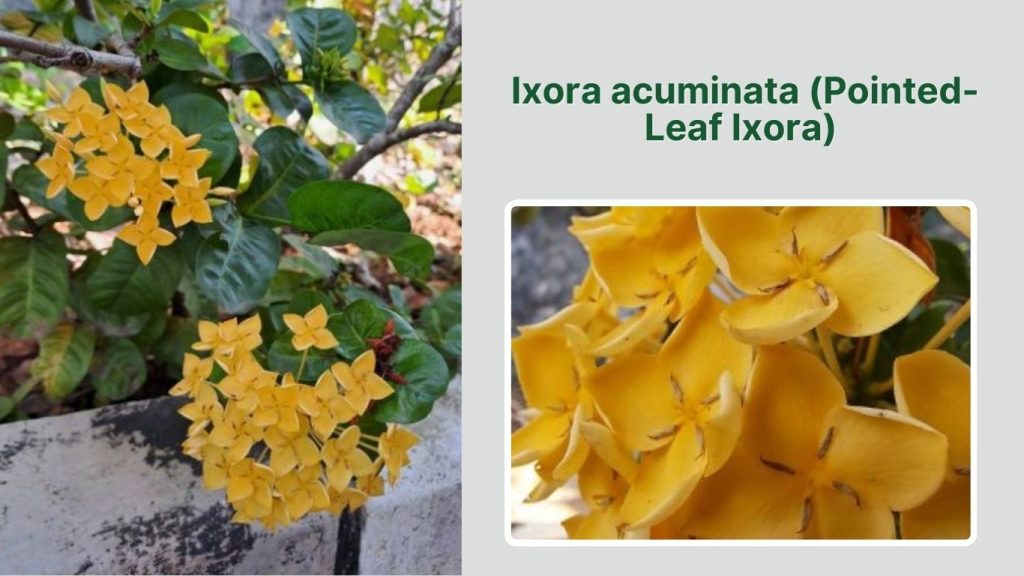 Ixora acuminata (Pointed-Leaf Ixora)