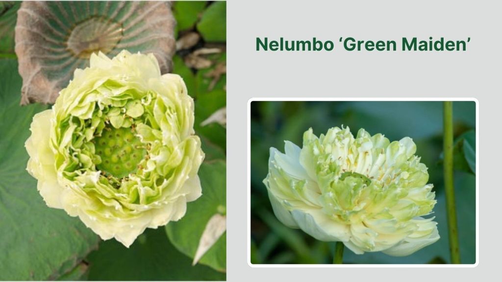 Nelumbo ‘Green Maiden’