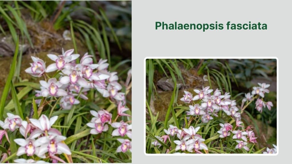 Phalaenopsis fasciata