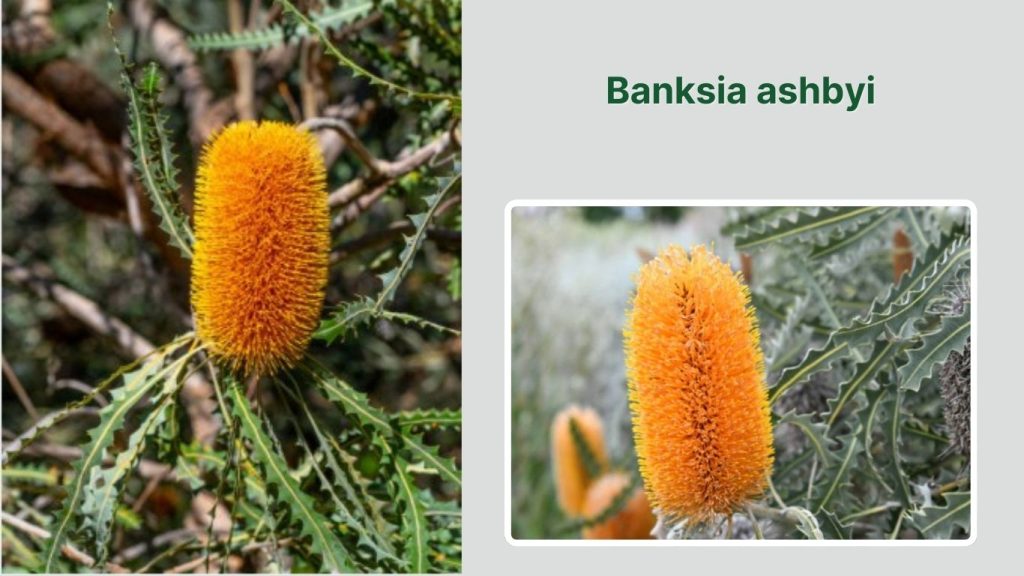 Banksia ashbyi