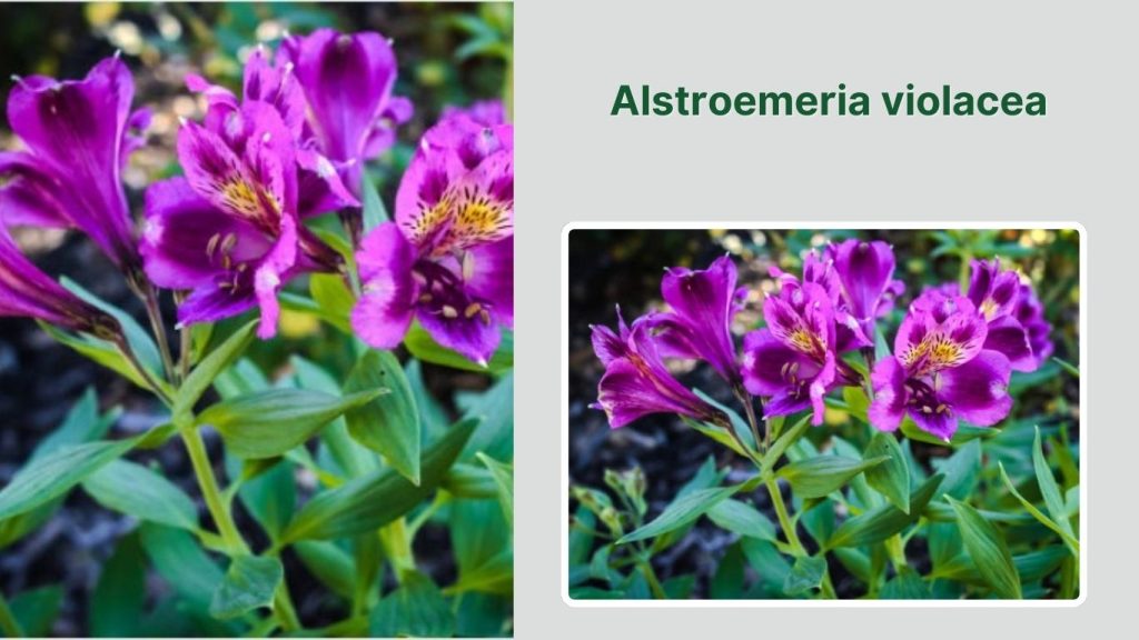 Alstroemeria violacea
