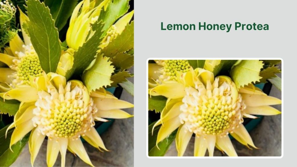 Lemon Honey Protea