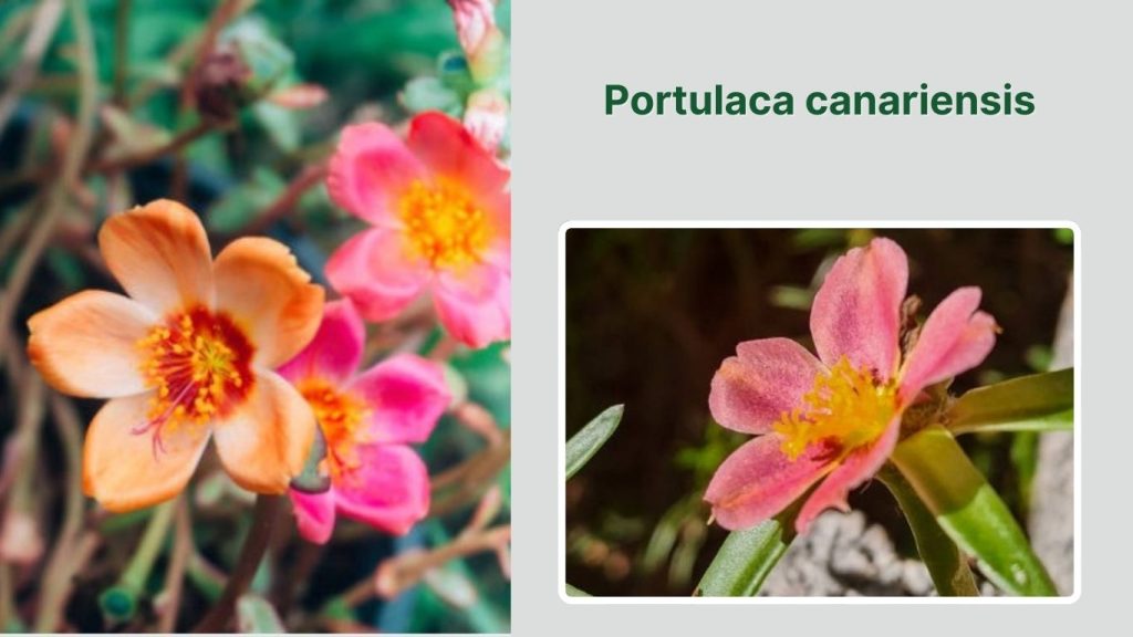 Portulaca canariensis