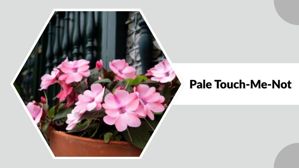 Pale Touch-Me-Not