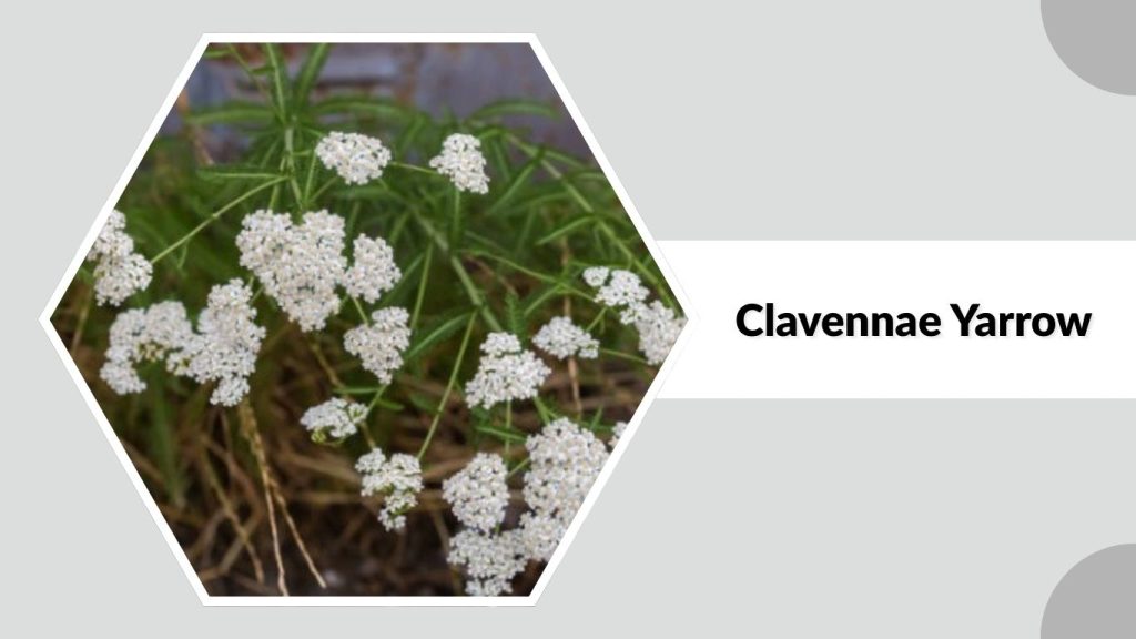 Clavennae Yarrow