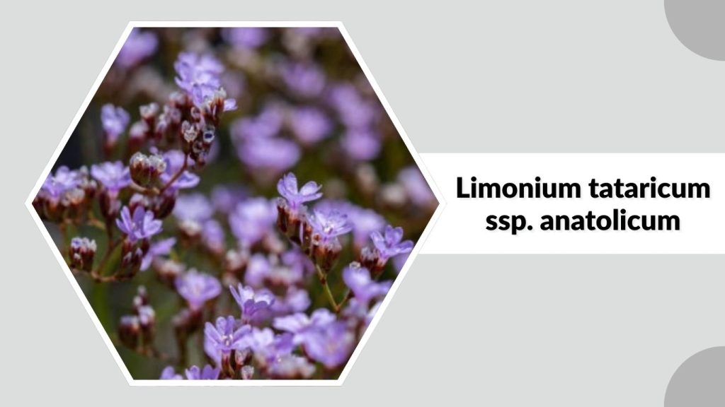 Limonium tataricum ssp. anatolicum