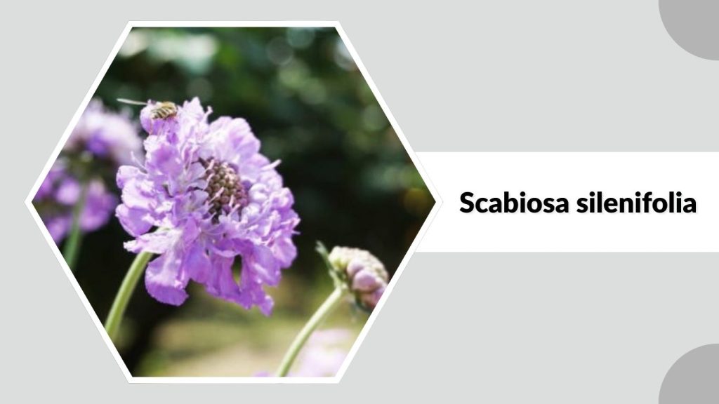 Scabiosa silenifolia