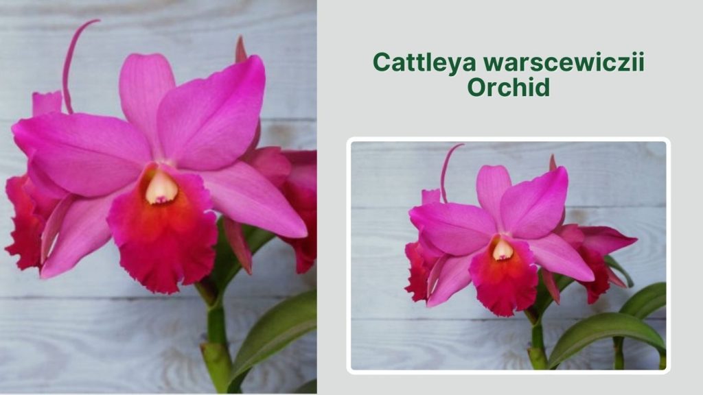Cattleya warscewiczii Orchid