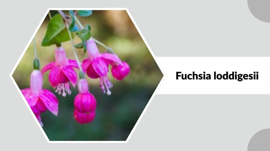 Fuchsia loddigesii
