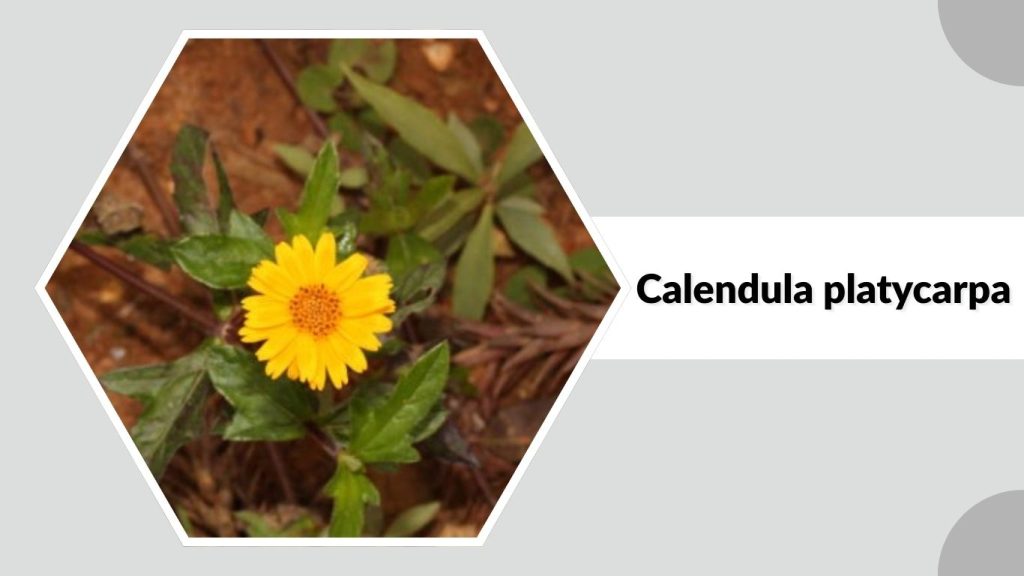 Calendula platycarpa