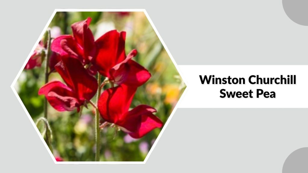 Winston Churchill Sweet Pea