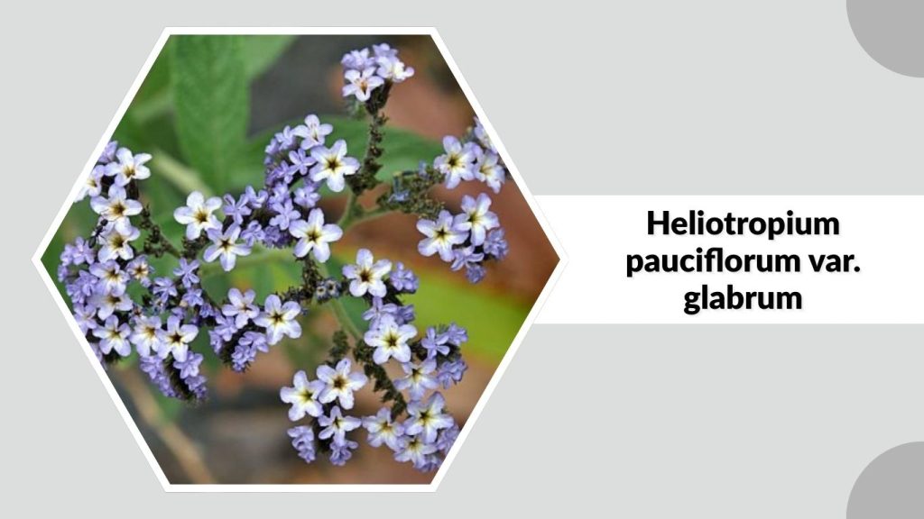 Heliotropium pauciflorum var. glabrum
