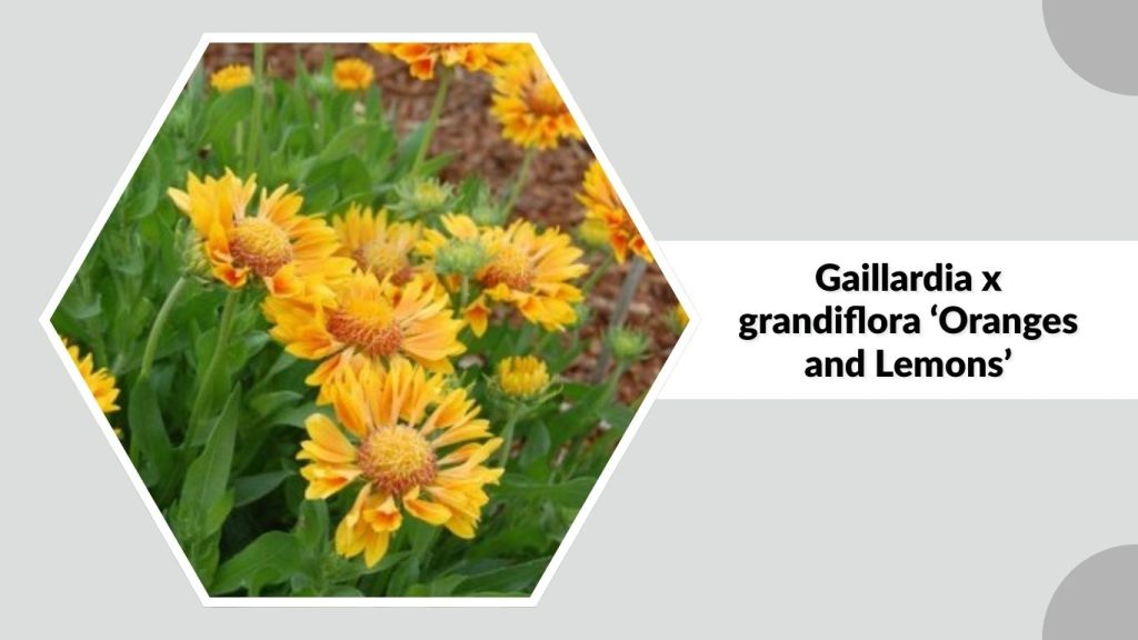 Gaillardia x grandiflora ‘Oranges and Lemons’