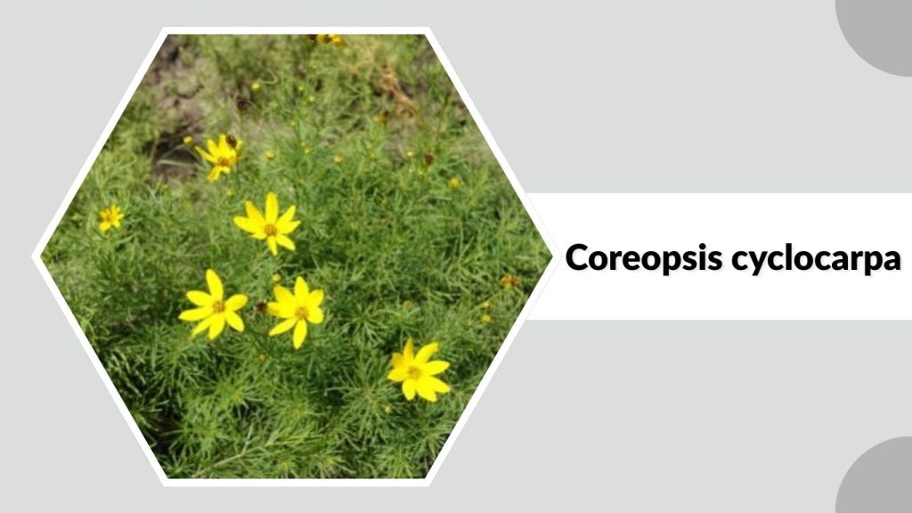 Coreopsis cyclocarpa