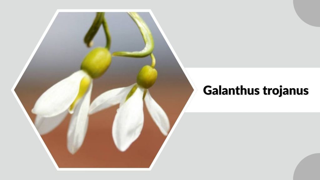 Galanthus trojanus